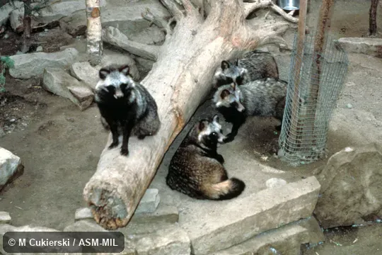 Group.  Formerly Nyctereutes procyonoides.  Also as Tanuki.
