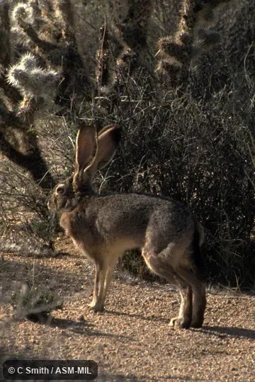 Lepus californicus deserticola.  Also as California Jackrabbit.