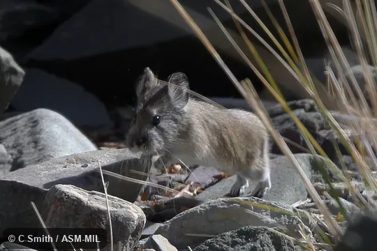 Ochotona macrotis wollastoni.  Identified by Andrew Smith.  Also as Big-eared Pika.