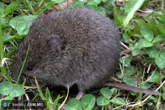 Subadult individual.  Also as Oregon Meadow Mouse|Oregon Vole.