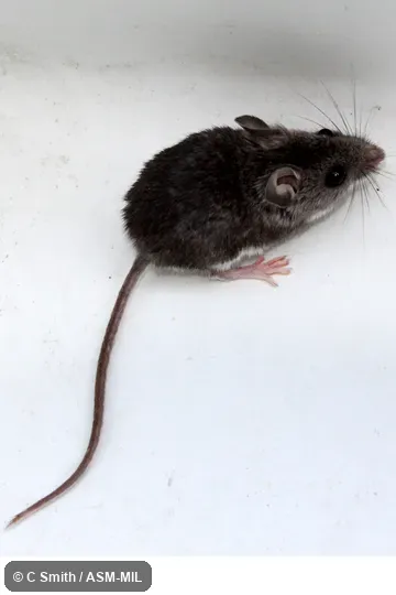 Also as Keen's Mouse.