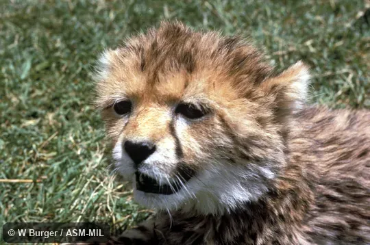 Close-up of head of juvenile