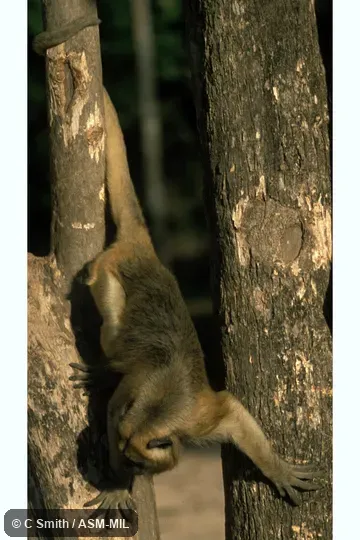 Also as Black Howler Monkey, Black Howling Monkey, Paraguayan Howler.