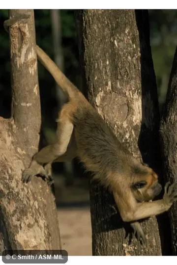 Also as Black Howler Monkey, Black Howling Monkey, Paraguayan Howler.