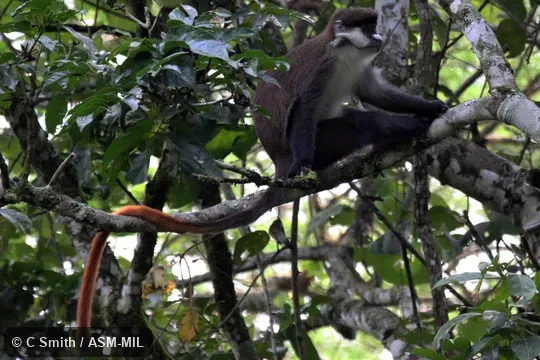 Cercopithecus ascanius schmidti, Schmidt's Red-tailed Monkey.  Also as Red-tailed Guenon.