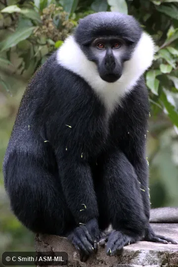 Formerly Cercopithecus lhoesti.  Also as Mountain Monkey.
