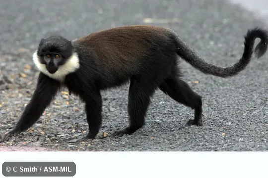 Formerly Cercopithecus lhoesti.  Also as Mountain Monkey.
