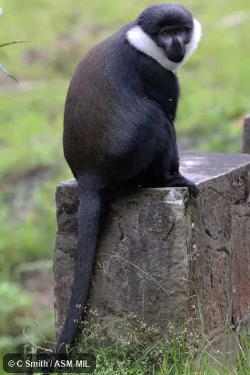Formerly Cercopithecus lhoesti.  Also as Mountain Monkey.