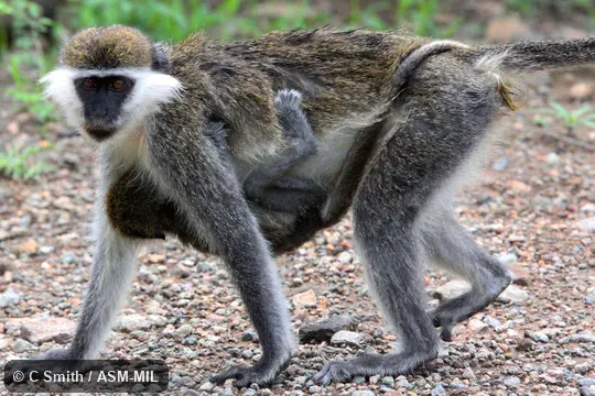 Also as Grivet|Vervet Monkey.