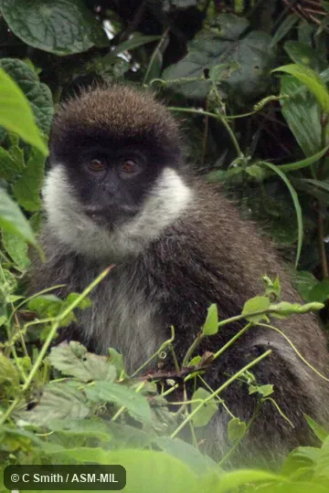 Chlorocebus djamdjamensis harenaensis.  Also as Bale Monkey|Bale Mountains Grivet|Djam-djam.