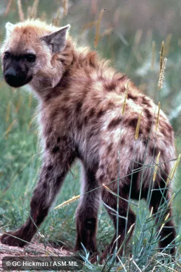 Cub standing