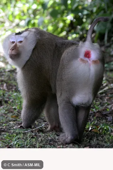 Also as Burmese Pig-tailed Macaque|Long-haired Pig-tailed Macaque.