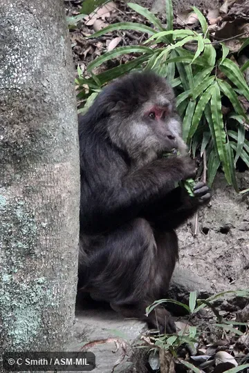 Also as Chinese Stump-tailed Macaque|Milne-Edwards's Macaque|Père David's Macaque|Short-tailed Tibetan Macaque|Tibetan Stump-tailed Macaque.