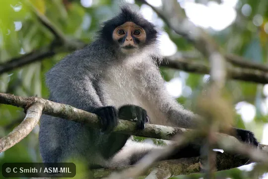 Formerly as Presbytis hosei sabana, Hose's Langur. Also as Crested Grizzled Langur. Formerly as Presbytis hosei sabana, Hose's Langur. Also as Crested Grizzled Langur.