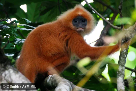 Presbytis rubicunda chrysea.  Also as Maroon Leaf Monkey|Maroon Surili|Red Langur|Red Leaf Monkey|Orange-backed Red Langur|Davis's Maroon Langur|Orange-naped Red Langur|Maroon Red Langur|Red-naped Red Langur.