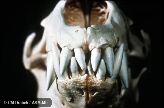 Skull, showing incisors and canines.  Also as Sea Leopard.