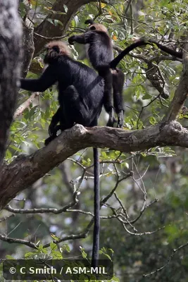 Formerly Trachypithecus johnii.  Also as Black Leaf Monkey|Hooded Leaf Monkey|Indian Hooded Leaf Monkey|John's Langur|Nilgiri Black Langur|Nilgiri Leaf Monkey|South Indian Black Leaf Monkey.  Identified by KP Karanth and KS Chetan Nag.