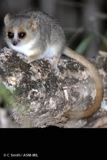 Also as Red-and-gray Mouse Lemur|Reddish-gray Mouse Lemur|Rufous-gray Mouse Lemur.