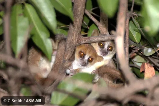Also as Northern Brown Mouse Lemur|Northern Rufous Mouse Lemur.
