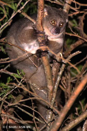 Otolemur crassicaudatus crassicaudatus.  Also as Brown Greater Galago, Garnett's Greater Galago, Greater Bushbaby, Greater Galago, Large-eared Greater Galago, Thick-tailed Bushbaby.