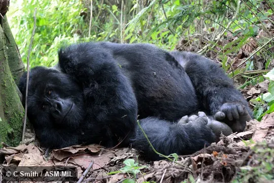 Gorilla beringei beringei, Mountain Gorilla.