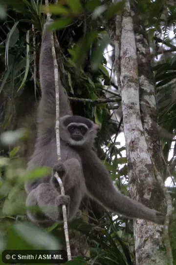 Also as Javan Gibbon|Silvery Javan Gibbon.