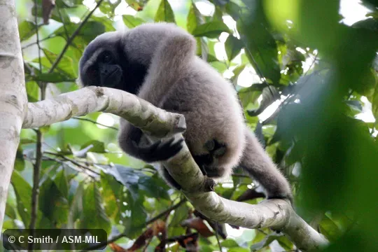 Also as Bornean Gray Gibbon|Gray Gibbon|Müller's Gibbon|Müller's Bornean Gibbon|South Bornean Gray Gibbon.