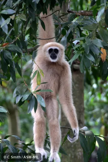 Also as Common Gibbon, White-handed Gibbon.