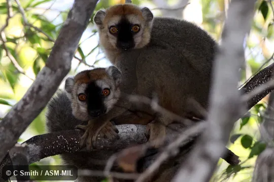 Two males.  Also as Northern Red-fronted Brown Lemur|Red Brown Lemur|Red-fronted Lemur.