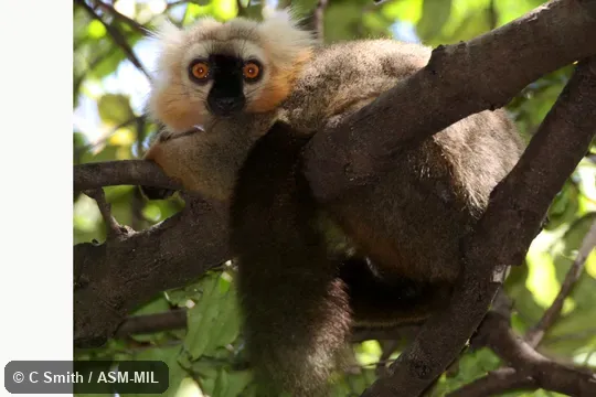 Male.  Formerly as Sanford's Lemur