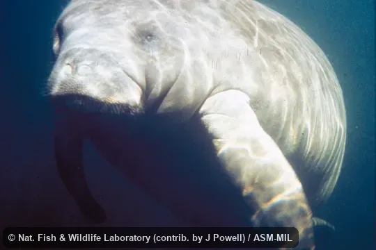 Trichechus manatus latirostris.  Front view, underwater.  Also as Florida Manatee|North American Manatee.