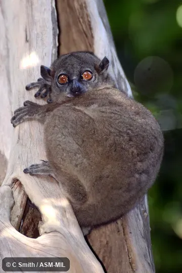 Also as Ankarana Weasel Lemur.