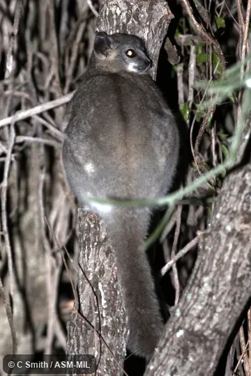 Previously identified as Lepilemur leucopus, White-footed Sportive Lemur.