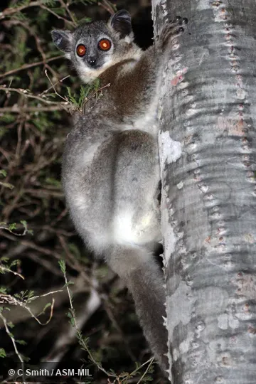 Previously identified as Lepilemur leucopus, White-footed Sportive Lemur.