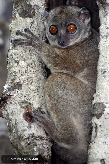 Also as Northern Sportive Lemur|Northern Weasel Lemur.