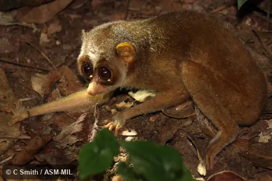 Loris lydekkerianus malabaricus.