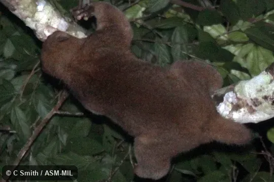Perodicticus ibeanus ibeanus.  Formerly Perodicticus potto ibeanus.  Also as Eastern Potto|Mount Kenya Potto.