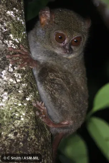 Individual of 1000924