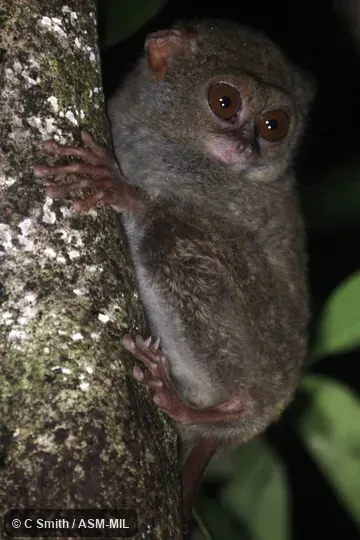 Individual of 1000924