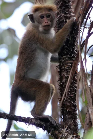 Macaca sinica aurifrons, Wet Zone Toque Macaque|Dusky Toque Macaque.