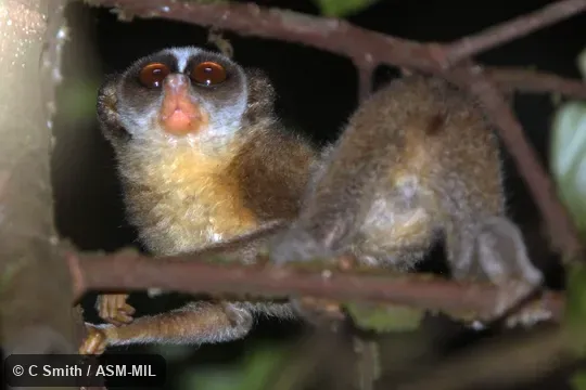 Individual of 1001060