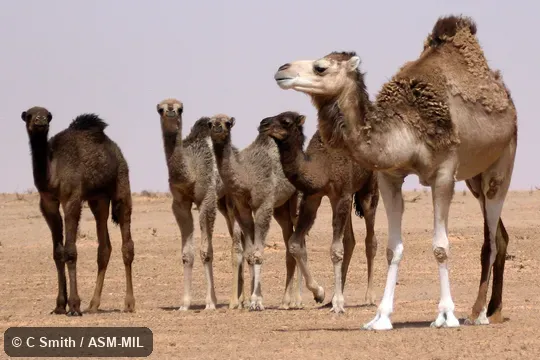 Also as Dromedary Camel, One-Humped Camel, Single-Humped Camel.