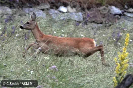 Also as European Roe Deer.