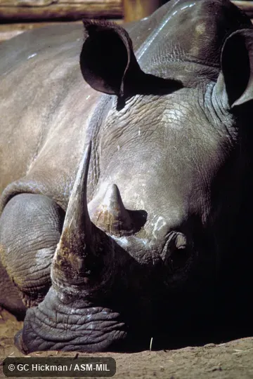 Close-up view of head, showing horns.  Also as Square-lipped Rhinoceros, Southern White Rhinoceros.