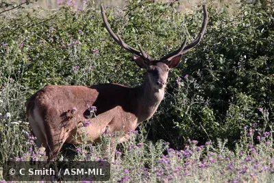Cervus elaphus barbarus.  Also as Cervus corsicanus barbarus, Corsican Deer|Barbary Deer|Atlas Deer.
