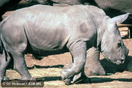 Side view of 3-week-old.  Also as Square-lipped Rhinoceros, Southern White Rhinoceros.