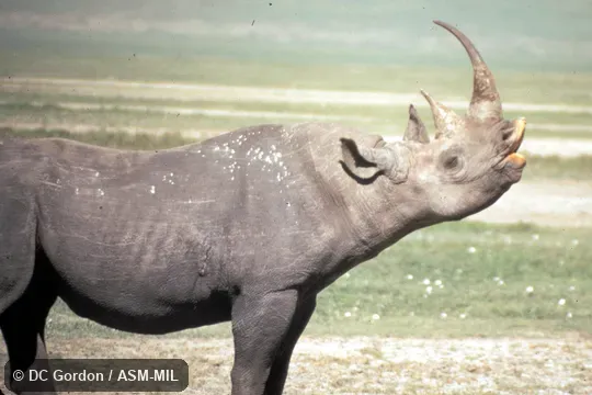Side view exhibiting flehmen behavior.  Also as Hook-lipped Rhinoceros, Prehensile-lipped Rhinoceros.