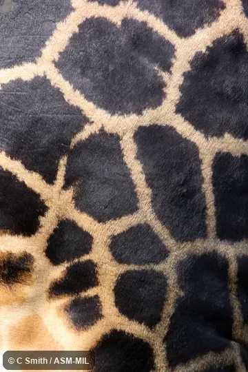 Giraffa camelopardalis camelopardalis.  Formerly Giraffa camelopardalis rothschildi, Rothschild Giraffe, Baringo Giraffe, Ugandan Giraffe.