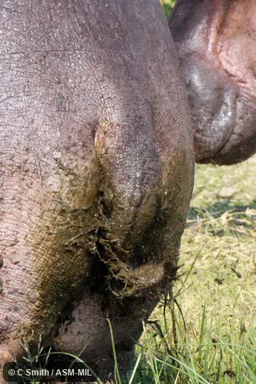 Adult male spraying feces by flicking its tail.