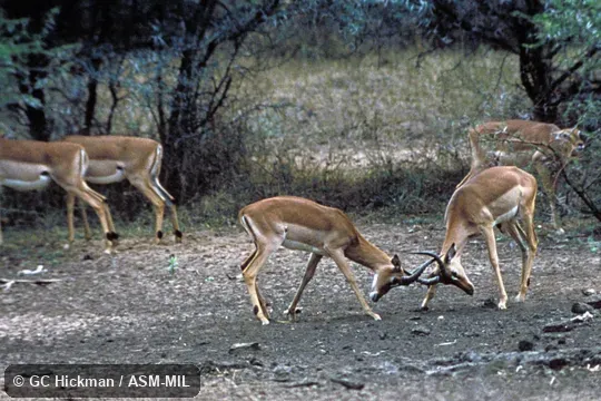 Males in ritualized fighting.  Also as Common Impala.